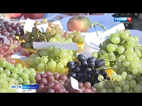Когда начинаются ярмарки выходного дня?